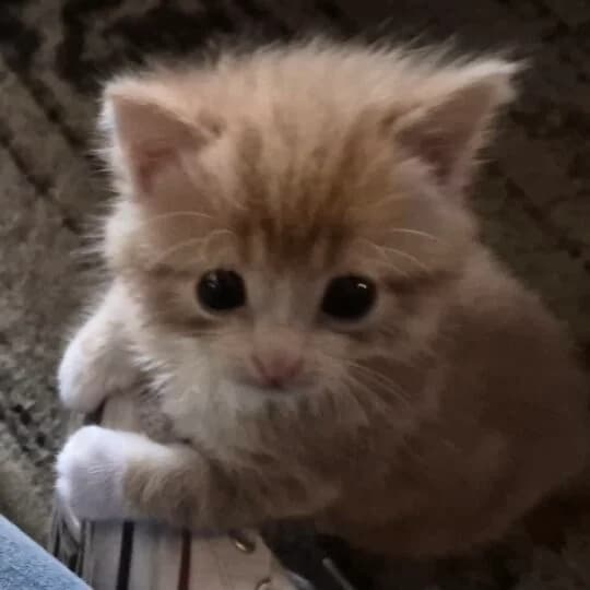 Adoptiepagina: Kitten Delft, male puppy European Shorthair for adoption at ROZE Eindhoven