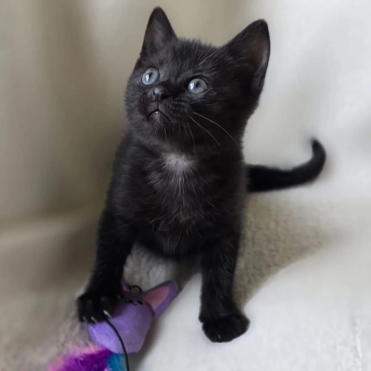 Adoptiepagina: Kitten Fez,  puppy European Shorthair for adoption at ROZE Eindhoven