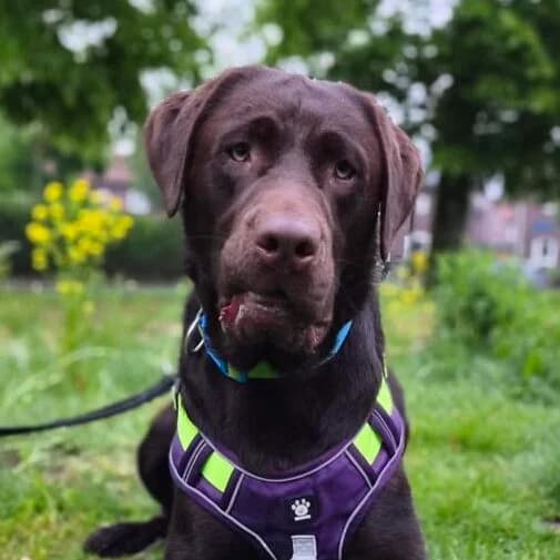 Adoptiepagina: Vito, male young Labrador Retriever for adoption at ROZE Eindhoven