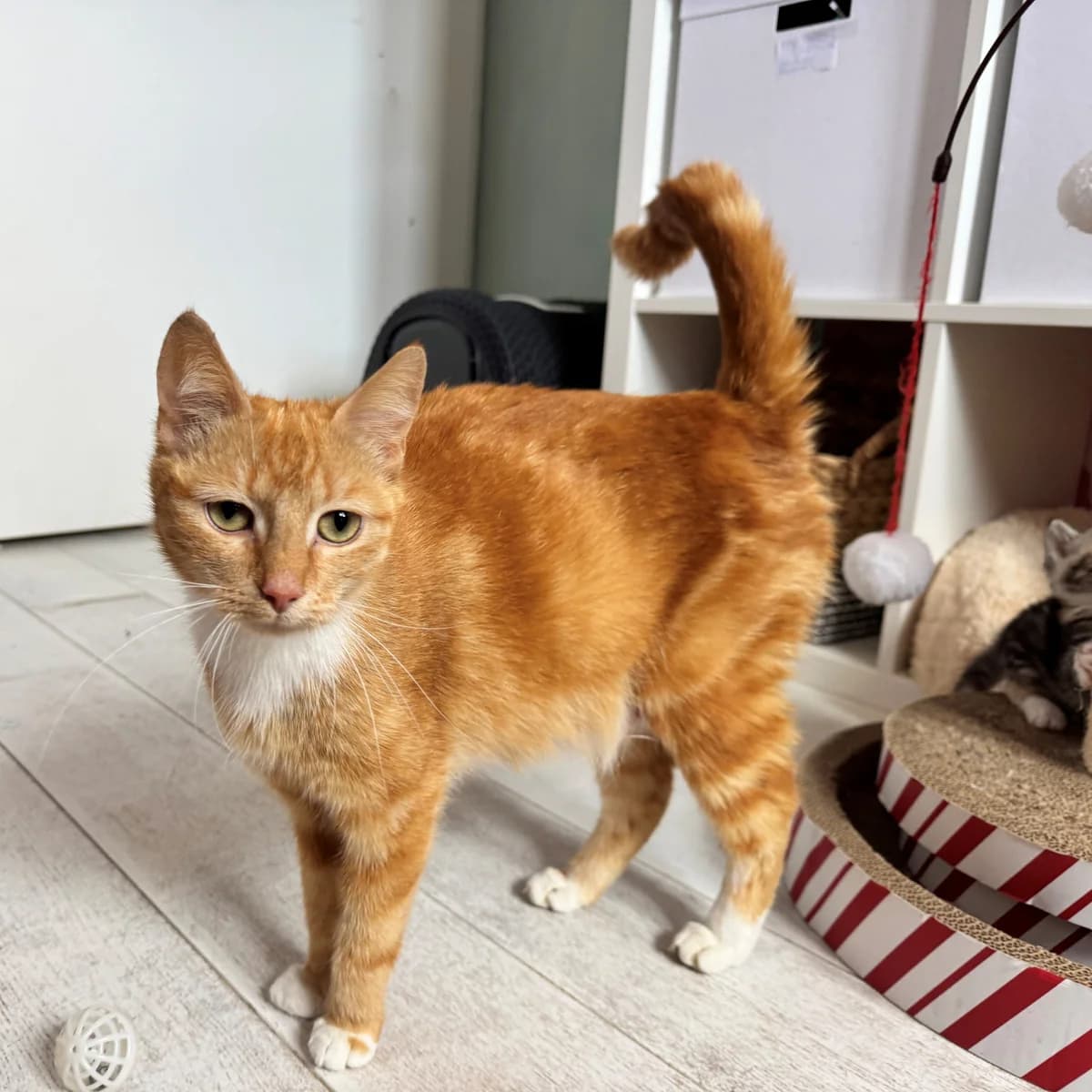 Adoptiepagina, female young mixed breed for adoption at ROZE Eindhoven