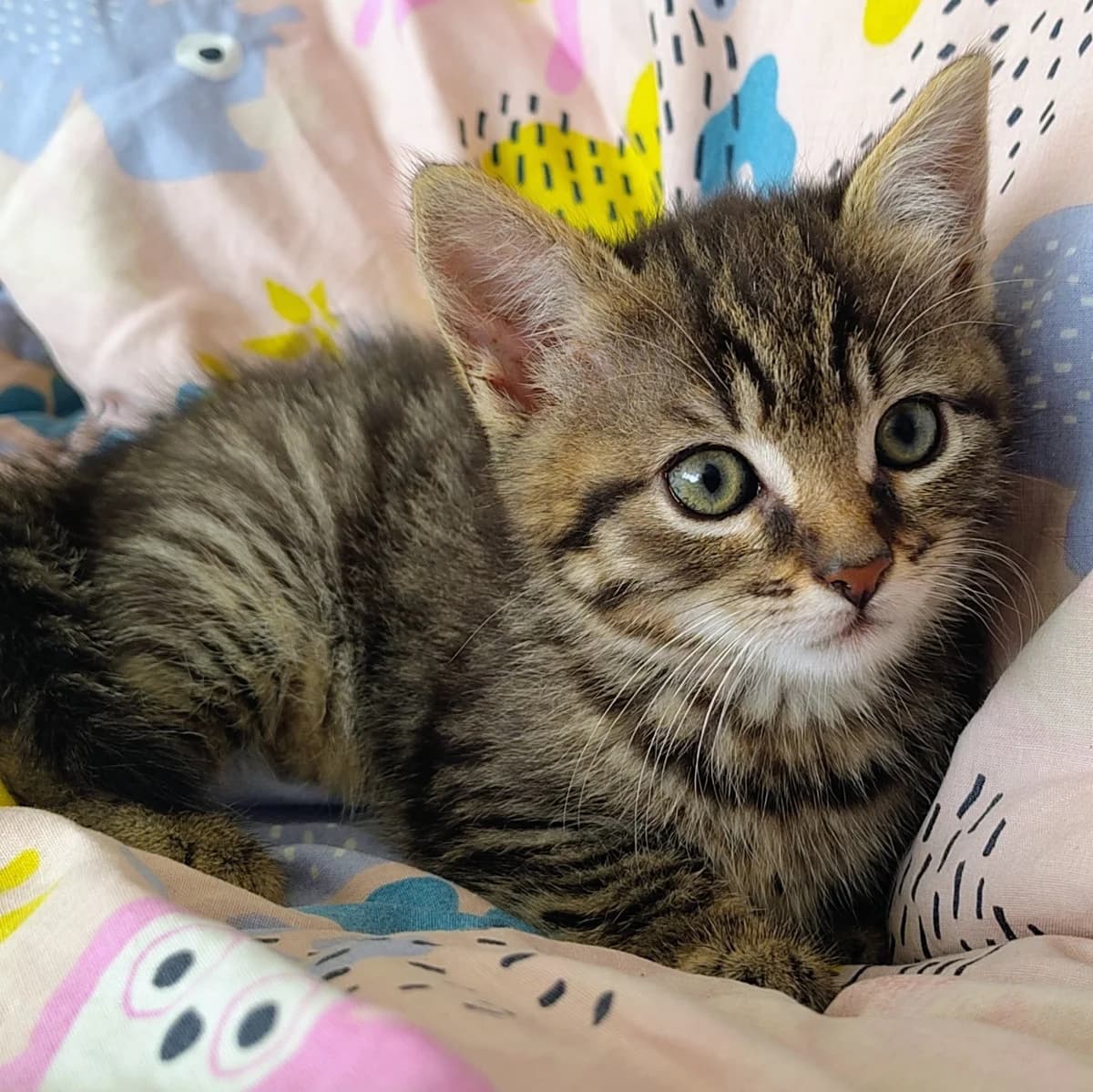 Adoptiepagina, female puppy European Shorthair for adoption at ROZE Eindhoven
