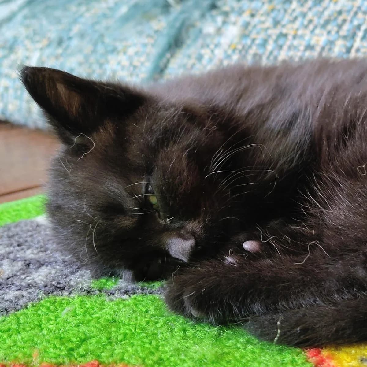 Adoptiepagina, male puppy European Shorthair for adoption at ROZE Eindhoven