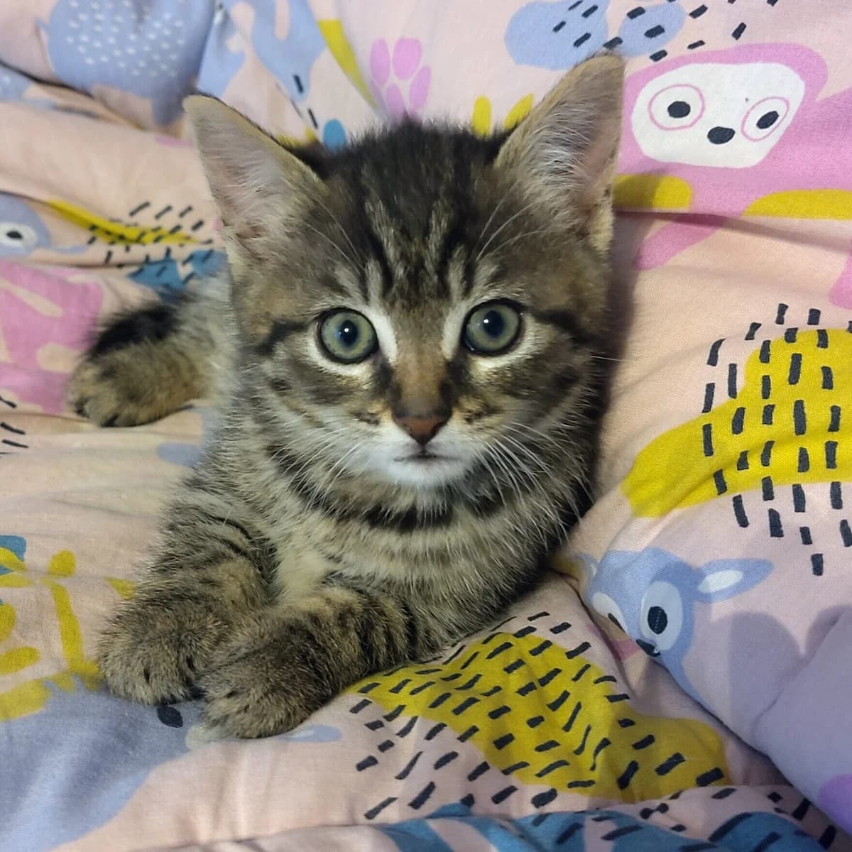 Adoptiepagina, female puppy European Shorthair for adoption at ROZE Eindhoven