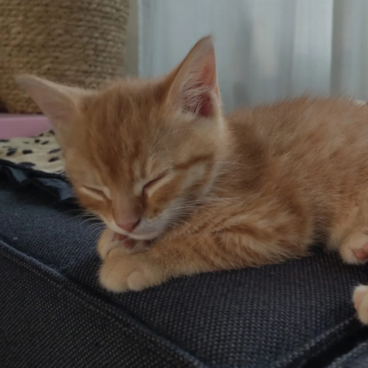 Adoptiepagina, male puppy European Shorthair for adoption at ROZE Eindhoven