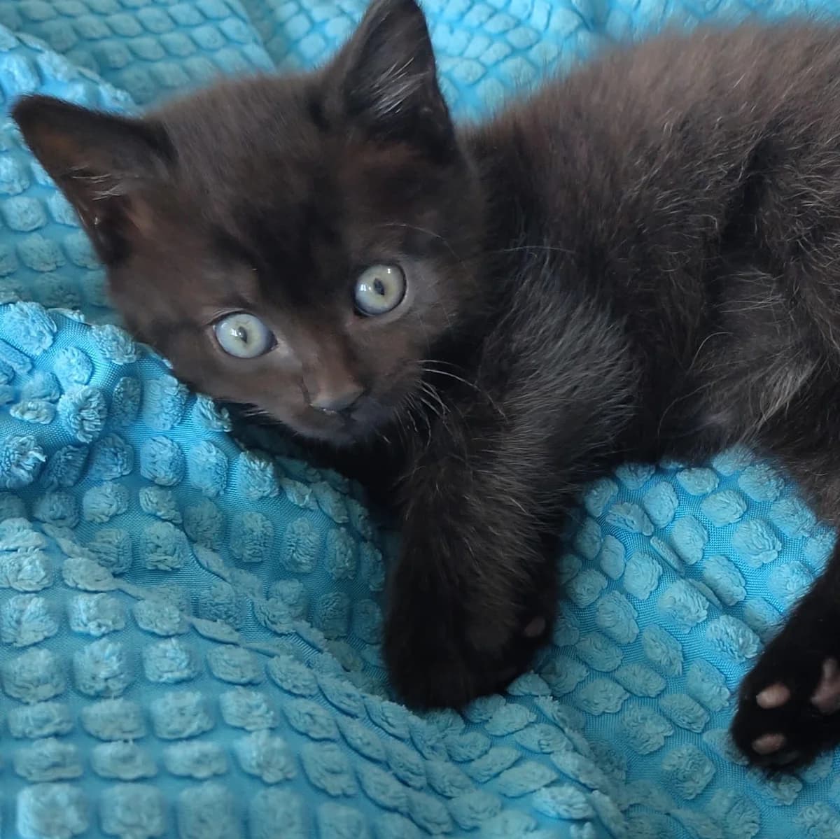 Adoptiepagina, male puppy European Shorthair for adoption at ROZE Eindhoven
