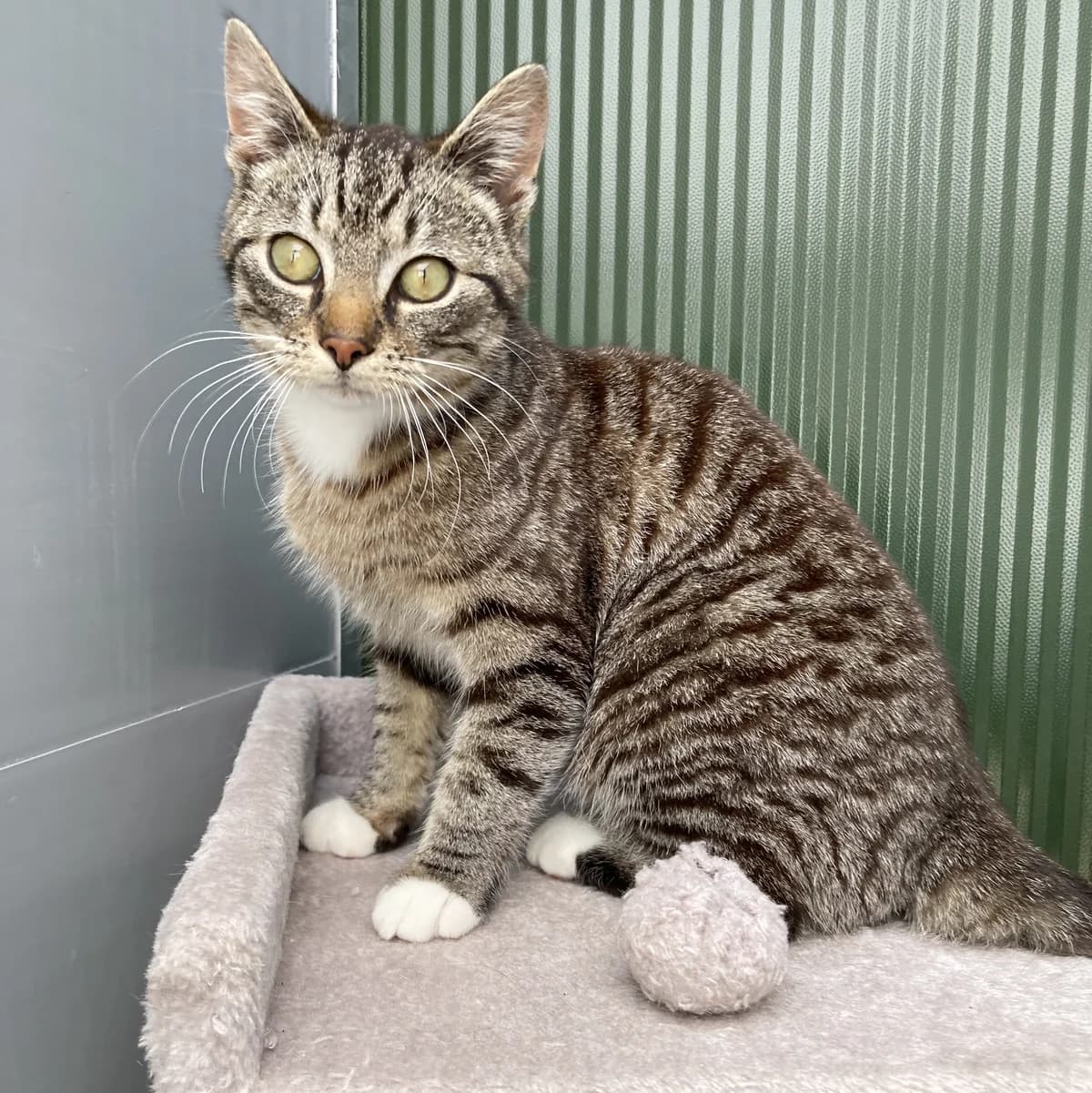 Adoptiepagina: Jolo, male young mixed breed for adoption at ROZE Eindhoven