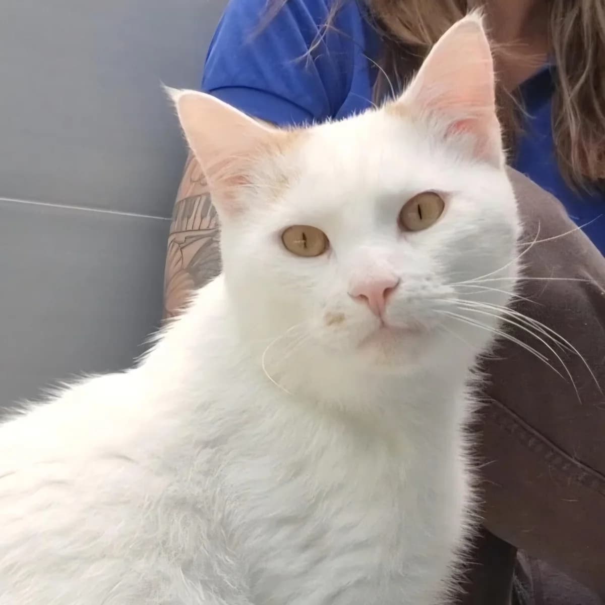 Adoptiepagina,  (ROZE Eindhoven)