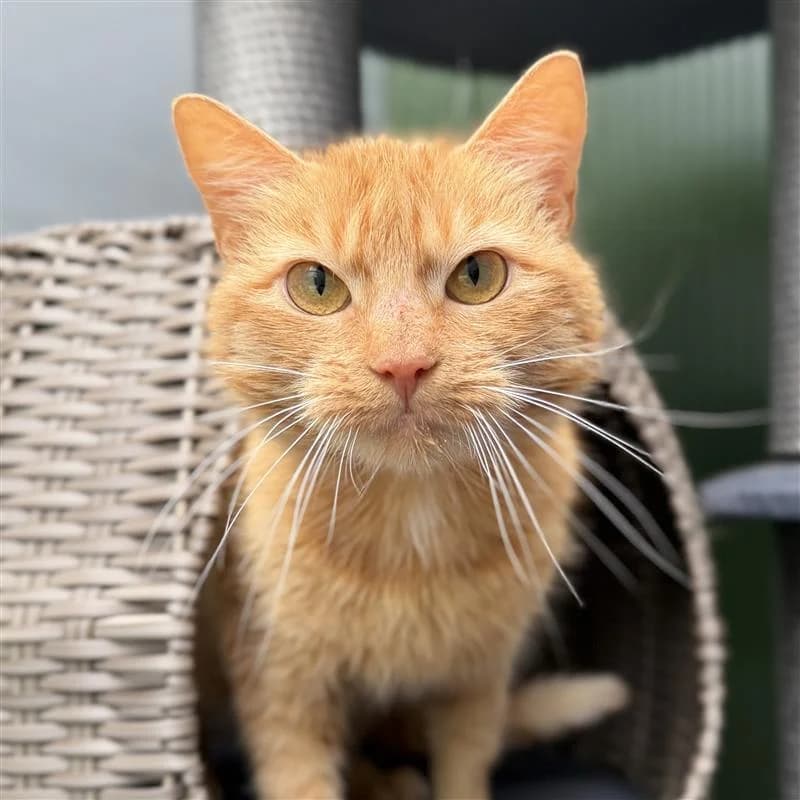 Adoptiepagina: Sok, rood female young mixed breed for adoption at ROZE Eindhoven