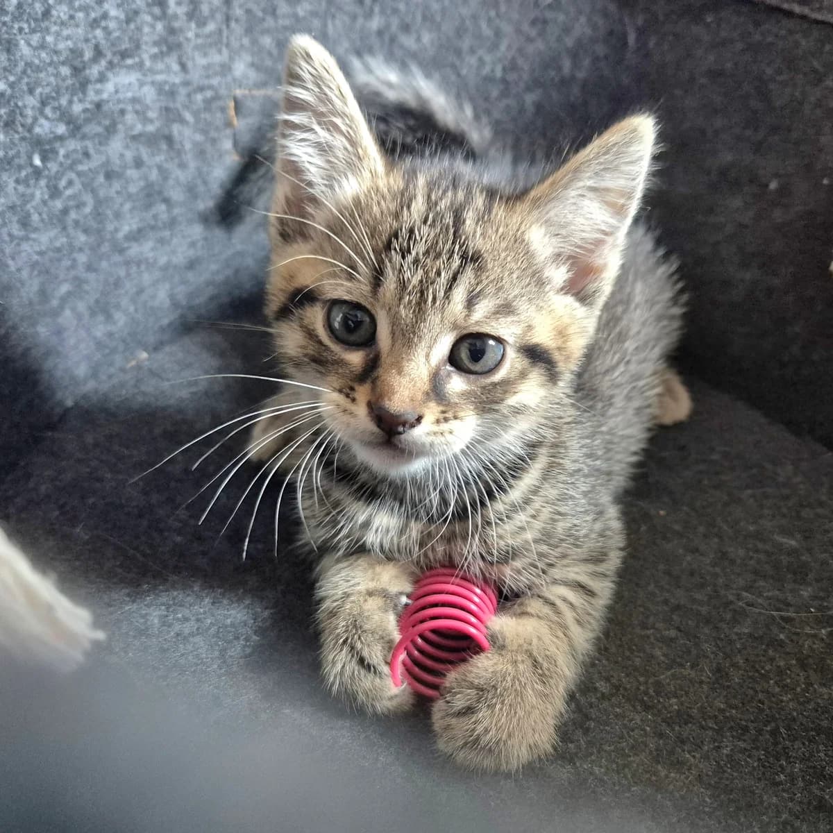 Adoptiepagina, male puppy European Shorthair for adoption at ROZE Eindhoven