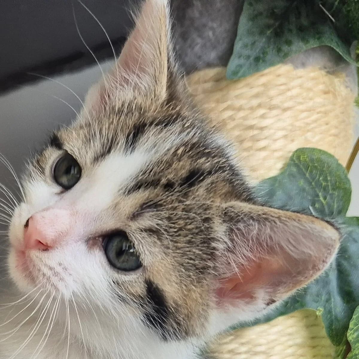 Adoptiepagina, male puppy European Shorthair for adoption at ROZE Eindhoven
