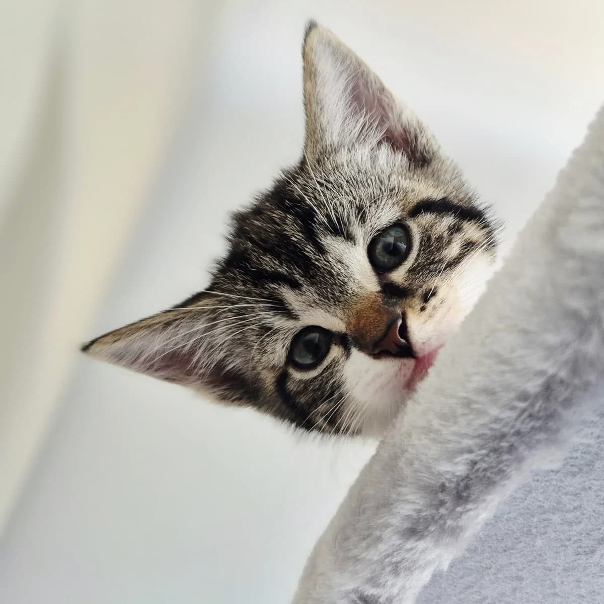 Adoptiepagina, female puppy European Shorthair for adoption at ROZE Eindhoven