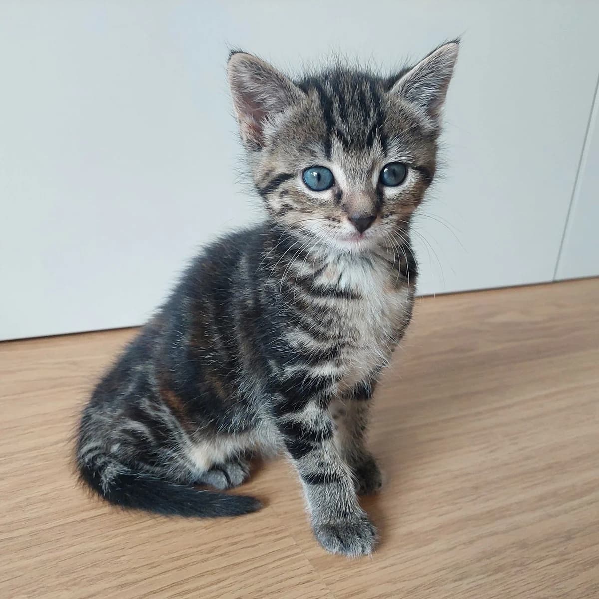 Adoptiepagina: Kitten Yasi, female puppy European Shorthair for adoption at ROZE Eindhoven
