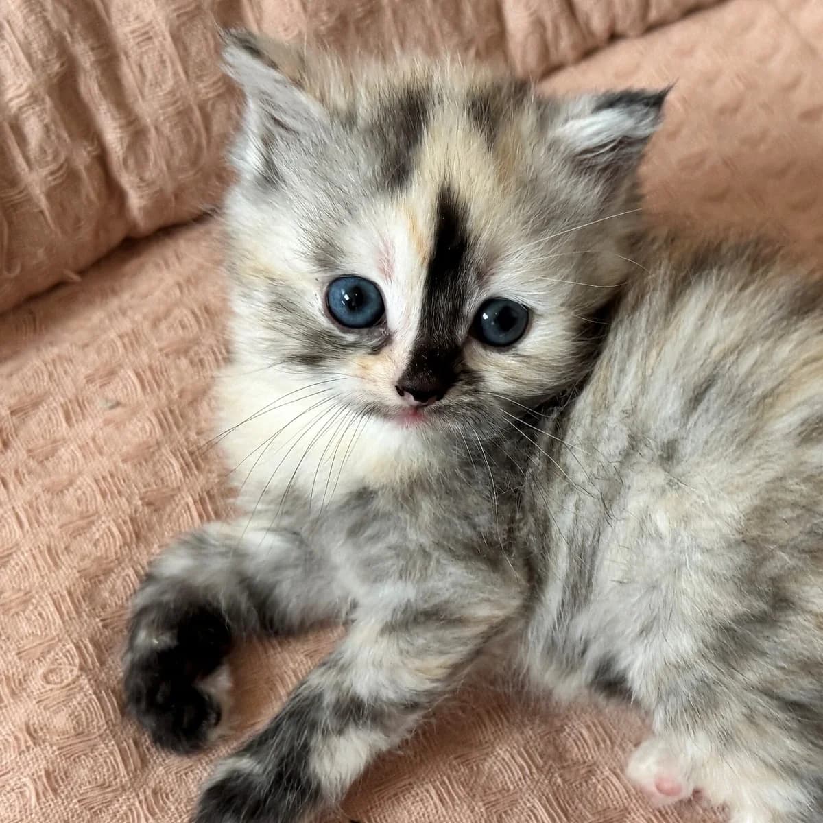 Adoptiepagina, wit female puppy European Shorthair for adoption at ROZE Eindhoven