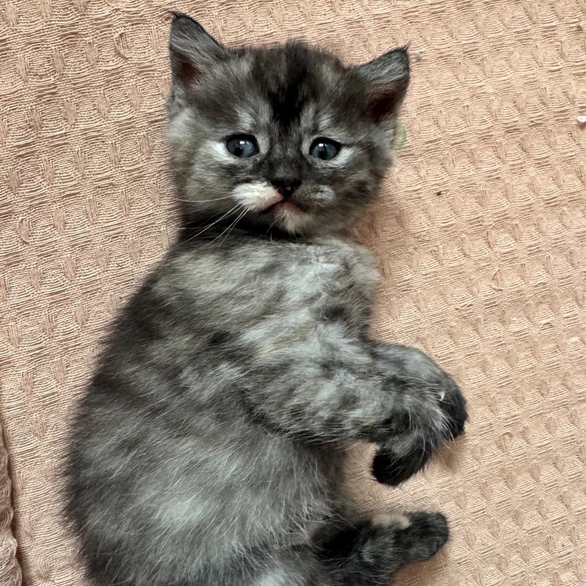 Adoptiepagina, zwart female puppy European Shorthair for adoption at ROZE Eindhoven
