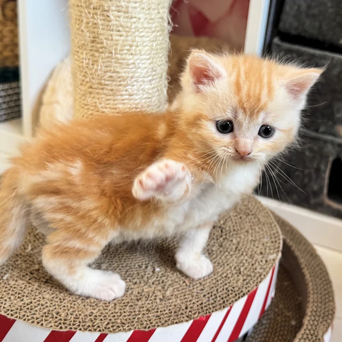 Adoptiepagina, wit male puppy European Shorthair for adoption at ROZE Eindhoven
