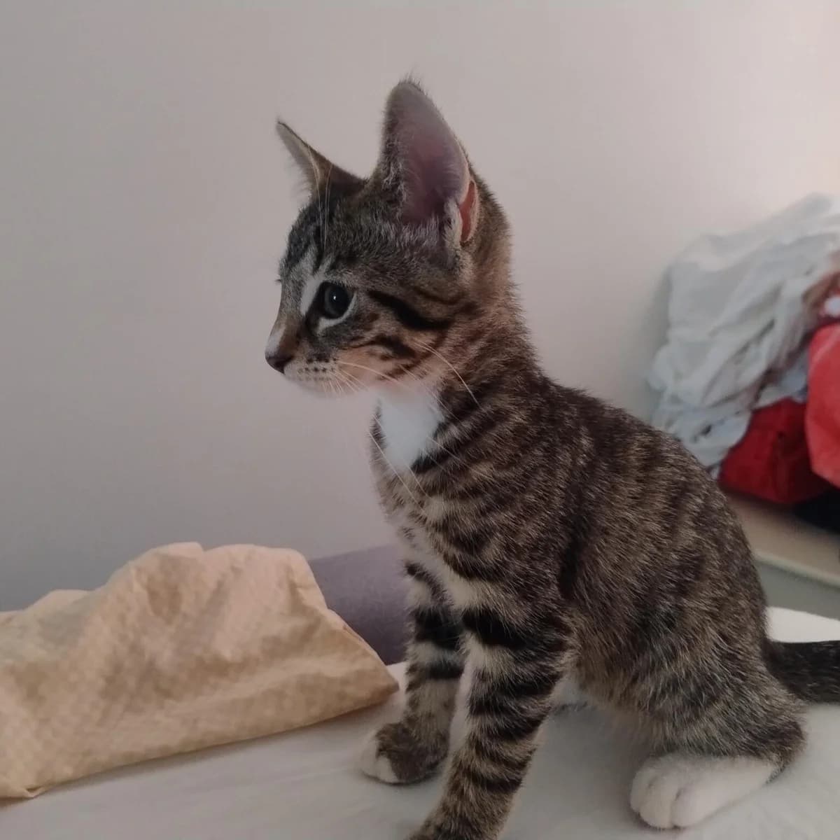 Adoptiepagina, European Shorthair (ROZE Eindhoven)
