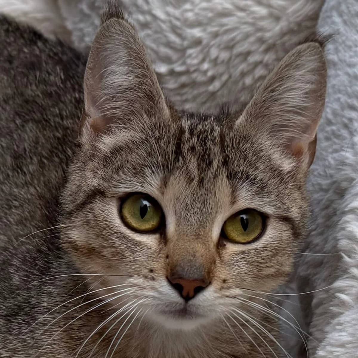 Adoptiepagina: Parijs, bruin female young mixed breed for adoption at ROZE Eindhoven