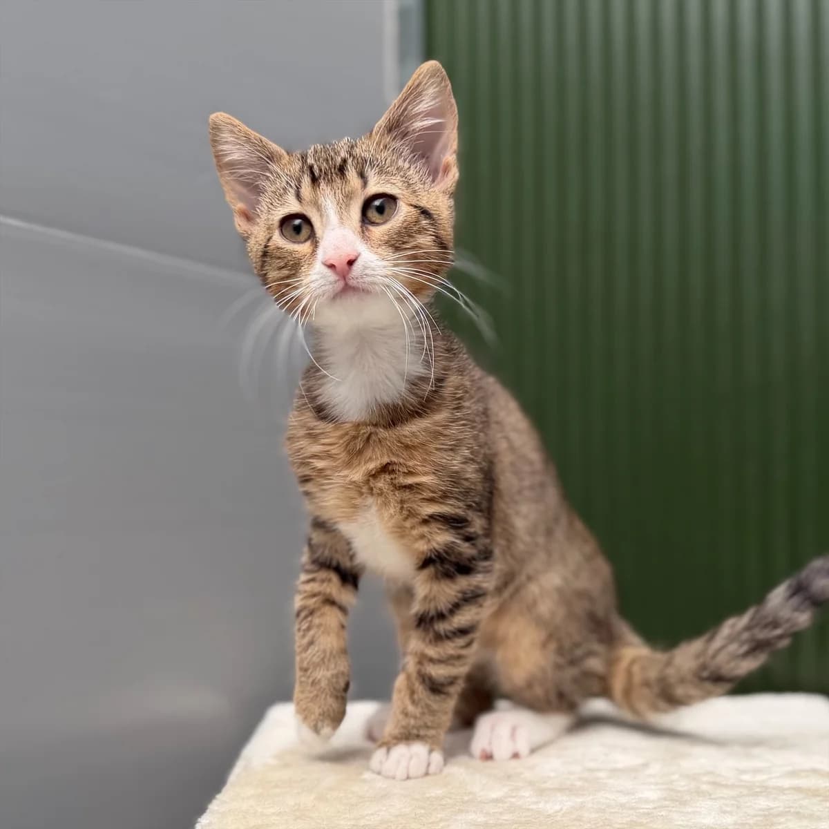 Adoptiepagina, male puppy European Shorthair for adoption at ROZE Eindhoven