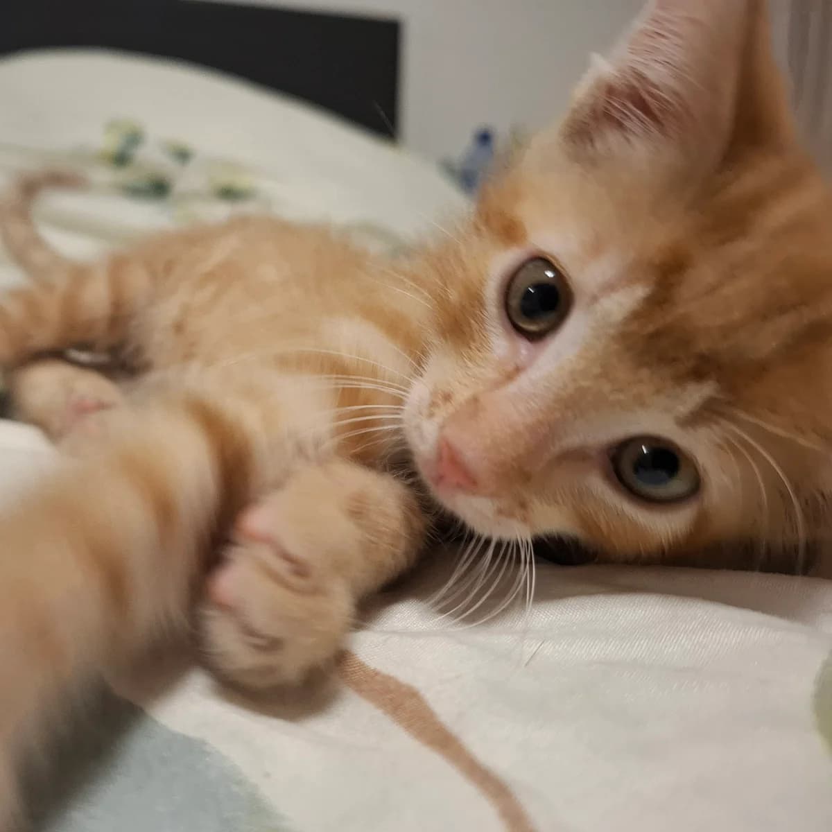 Adoptiepagina, European Shorthair (ROZE Eindhoven)