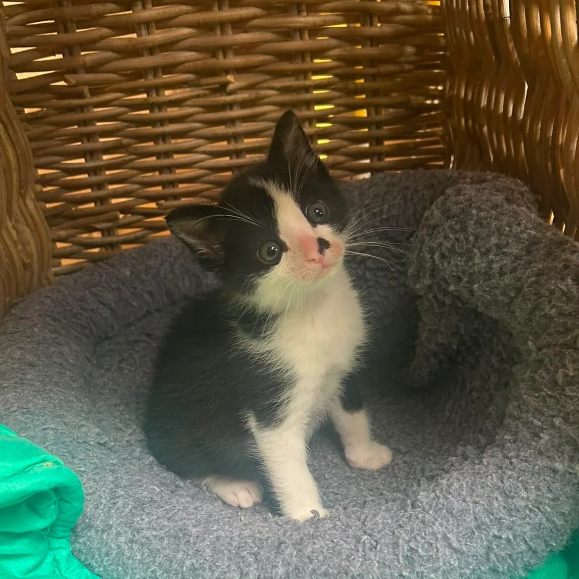 Adoptiepagina, male puppy European Shorthair for adoption at ROZE Eindhoven