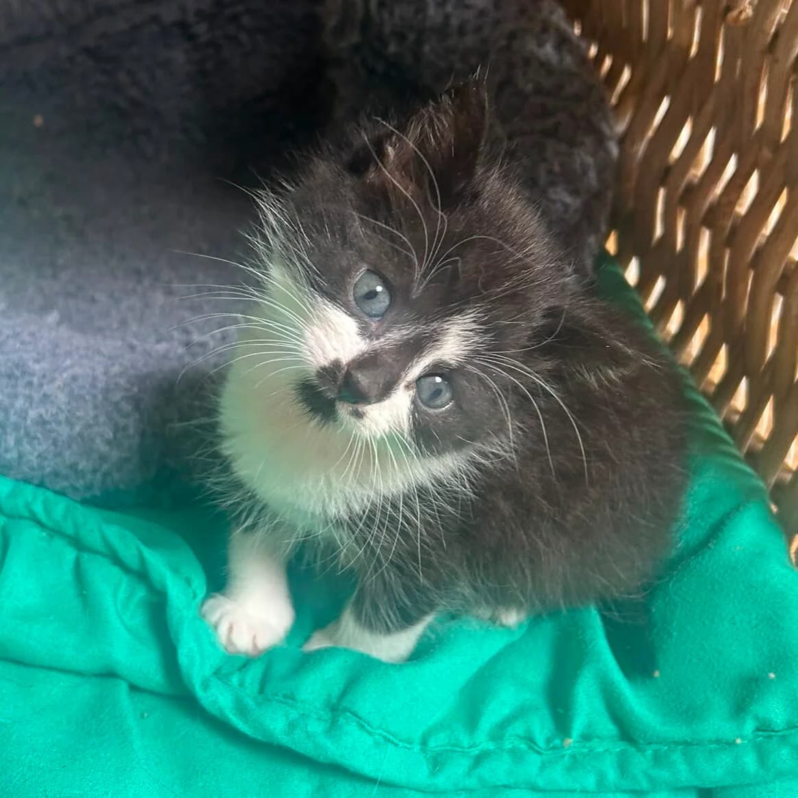 Adoptiepagina, male puppy European Shorthair for adoption at ROZE Eindhoven