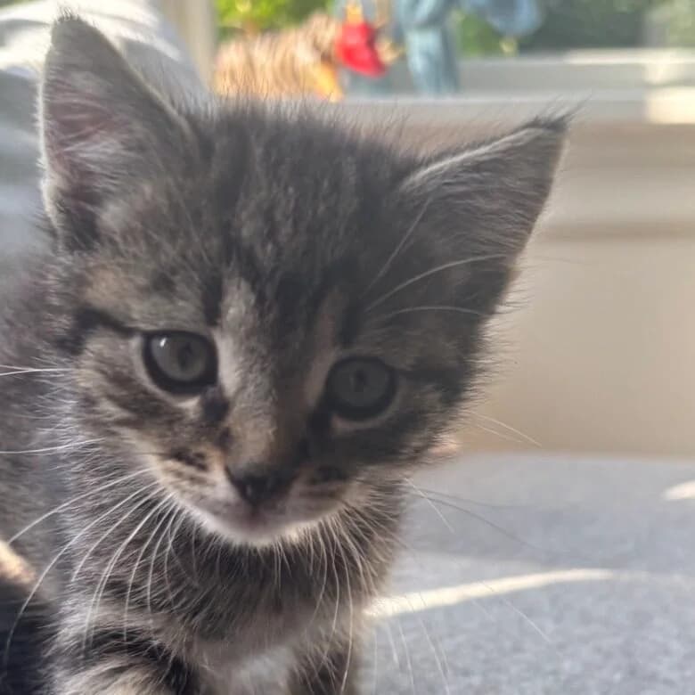 Adoptiepagina: Kitten Tainan, male puppy European Shorthair for adoption at ROZE Eindhoven