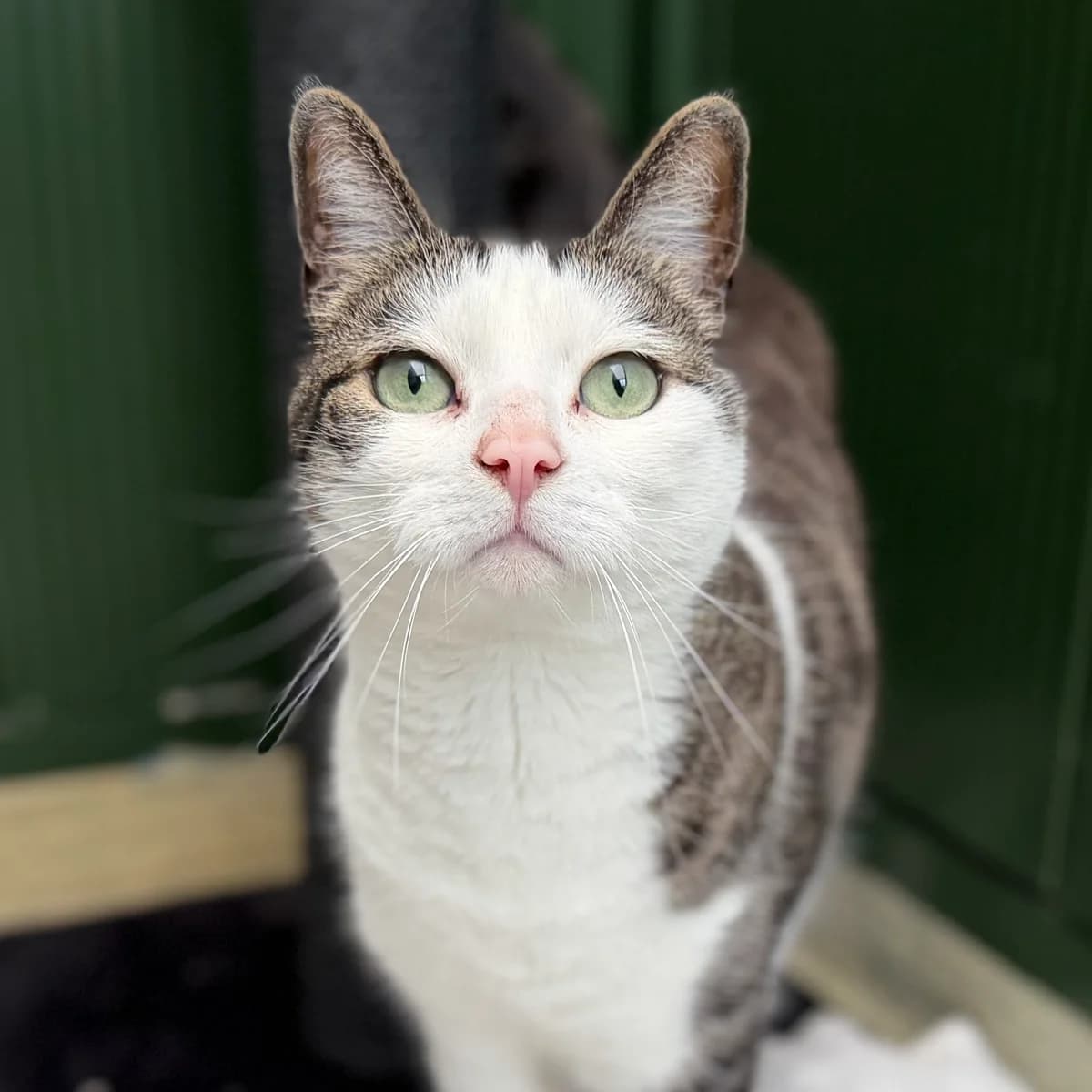 Adoptiepagina, male senior mixed breed for adoption at ROZE Eindhoven