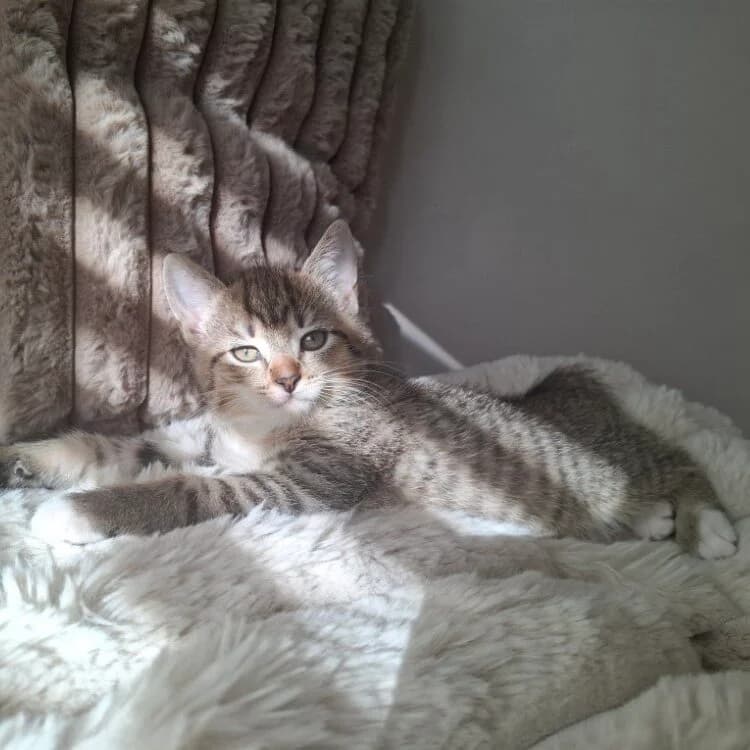Adoptiepagina, grijs female puppy European Shorthair for adoption at ROZE Eindhoven