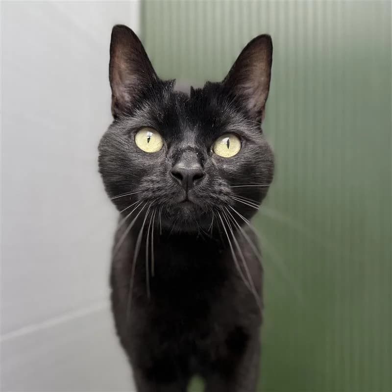 Adoptiepagina, male mixed breed for adoption at ROZE Eindhoven