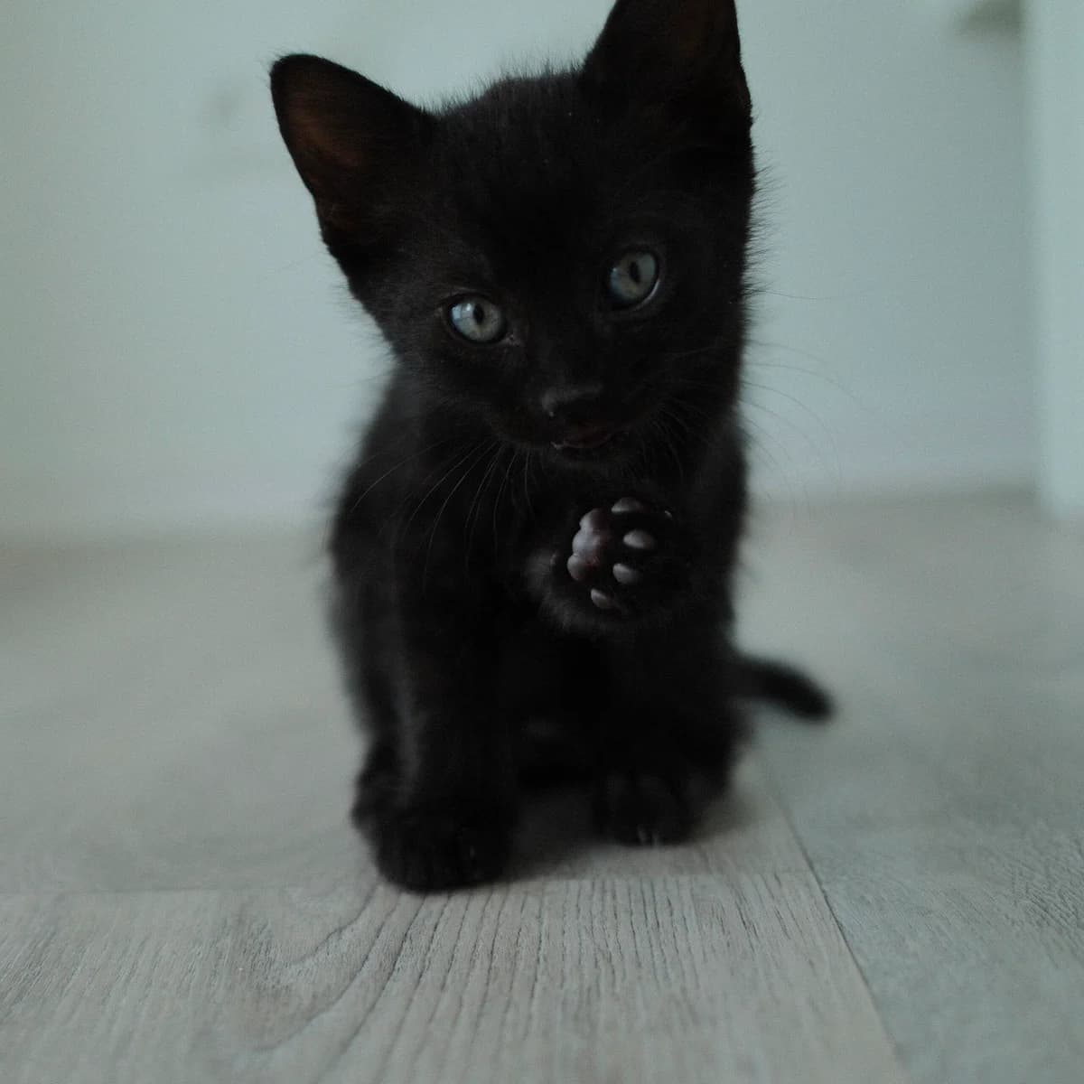 Adoptiepagina, male puppy European Shorthair for adoption at ROZE Eindhoven
