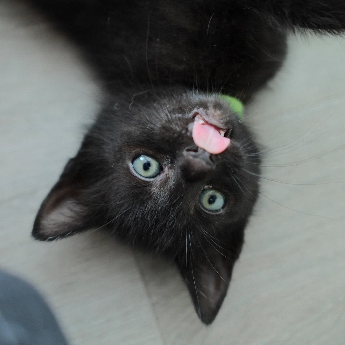 Adoptiepagina, male European Shorthair for adoption at ROZE Eindhoven
