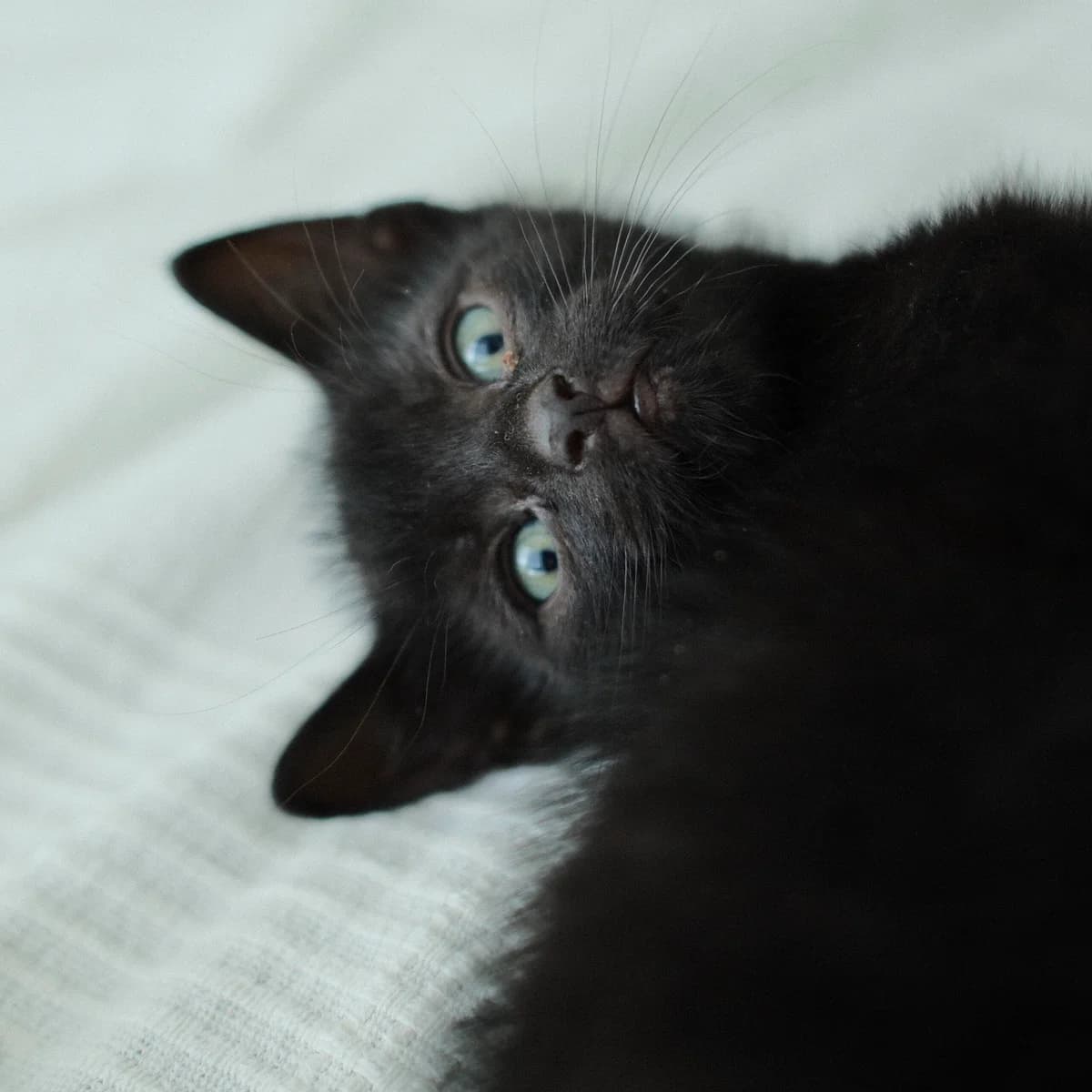 Adoptiepagina, male European Shorthair for adoption at ROZE Eindhoven