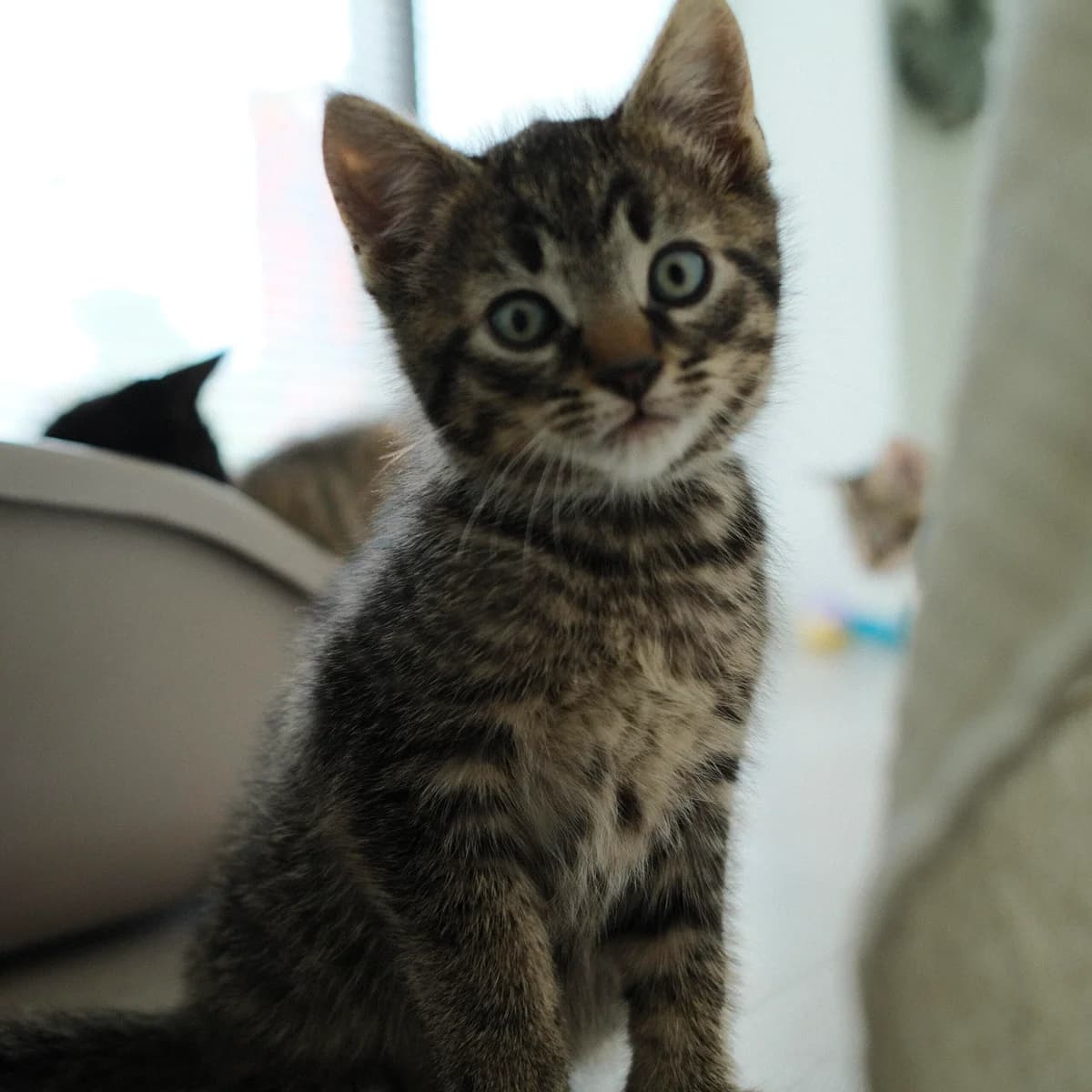 Adoptiepagina, male puppy European Shorthair for adoption at ROZE Eindhoven
