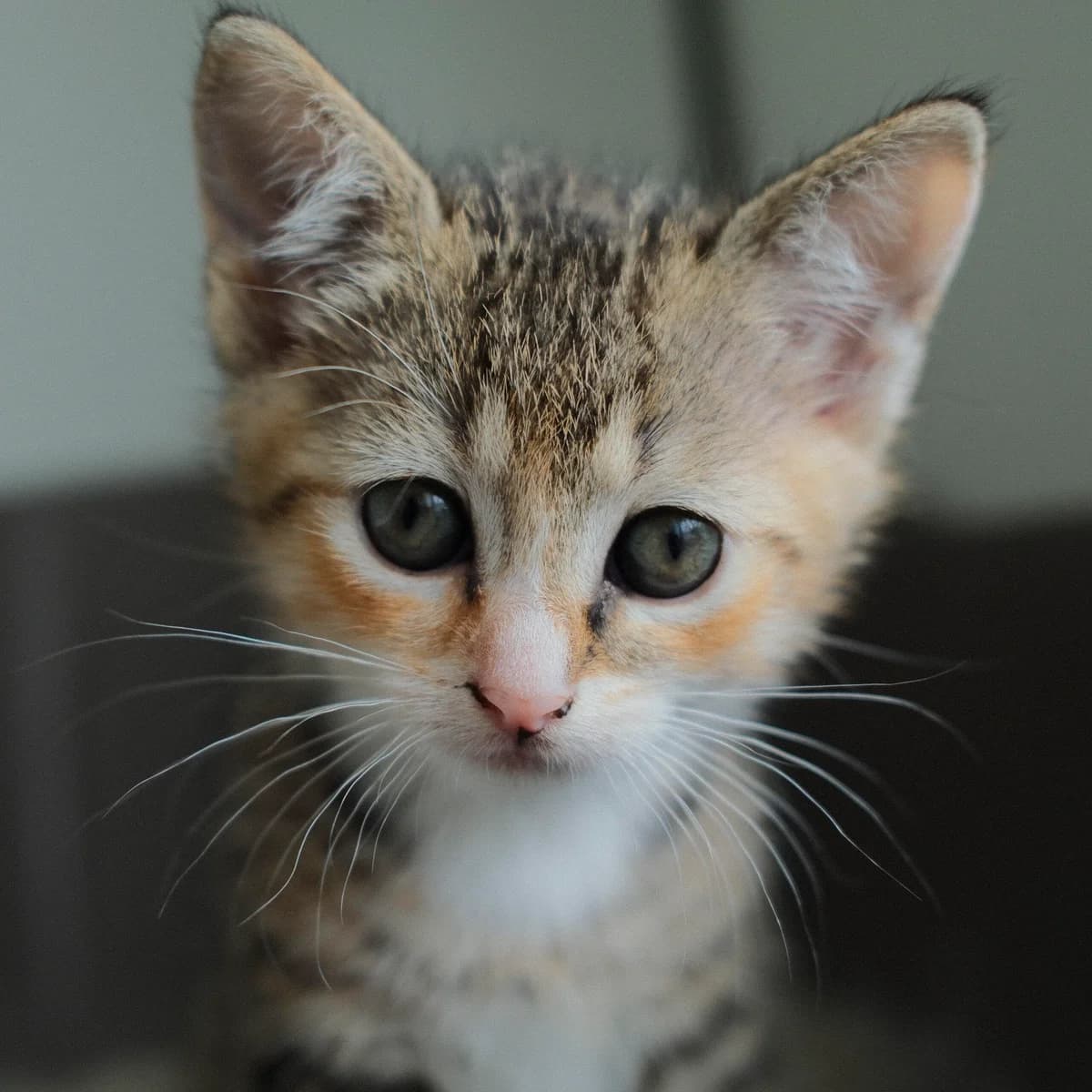 Adoptiepagina, female puppy European Shorthair for adoption at ROZE Eindhoven