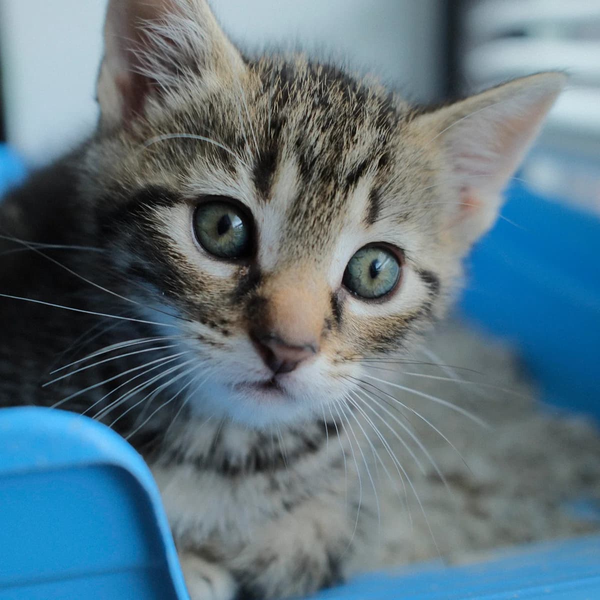 Adoptiepagina, female puppy European Shorthair for adoption at ROZE Eindhoven