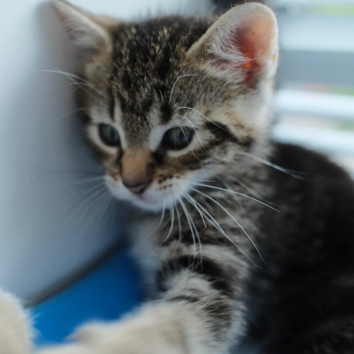 Adoptiepagina, female puppy European Shorthair for adoption at ROZE Eindhoven