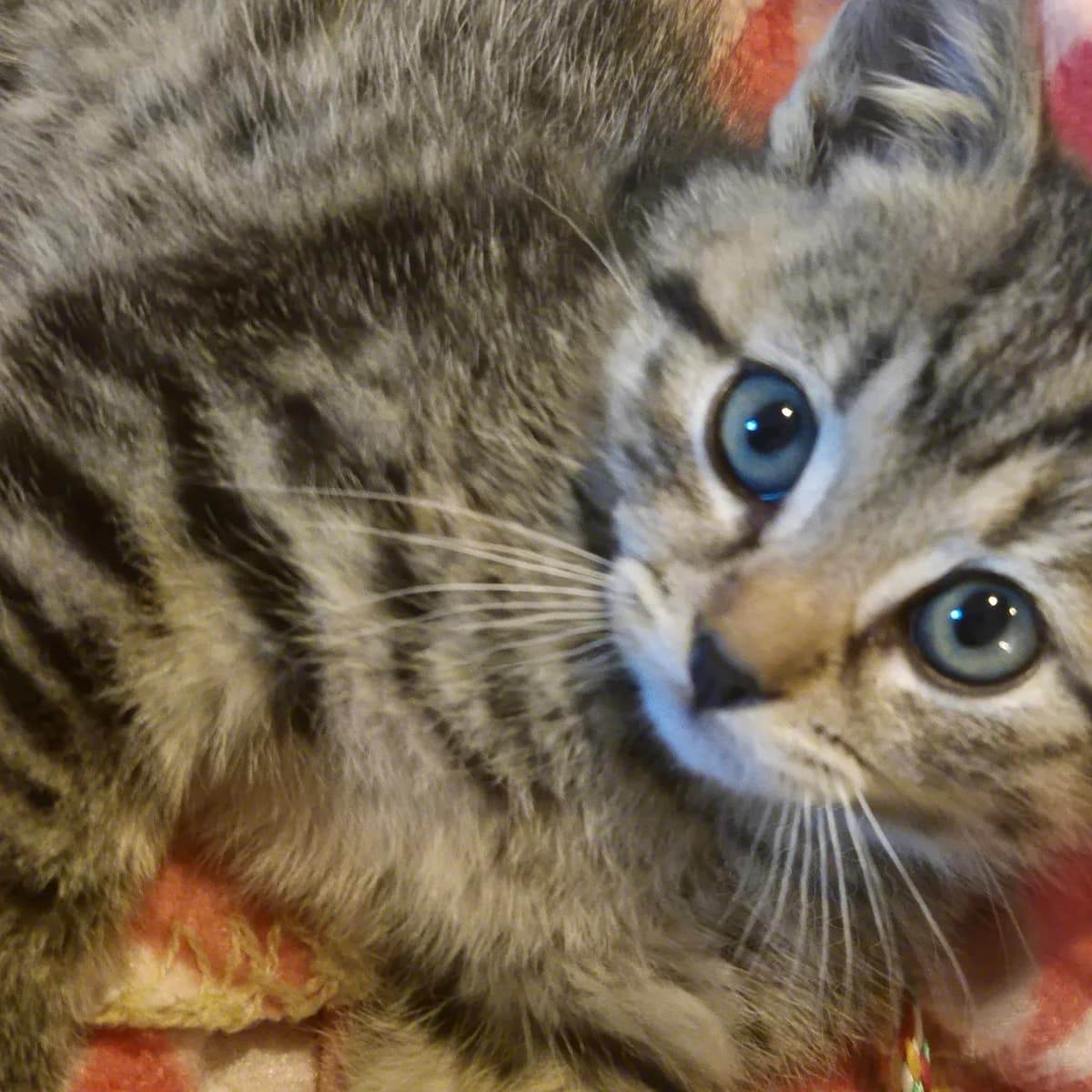 Adoptiepagina: Kitten Datje, grijs female puppy European Shorthair for adoption at ROZE Eindhoven