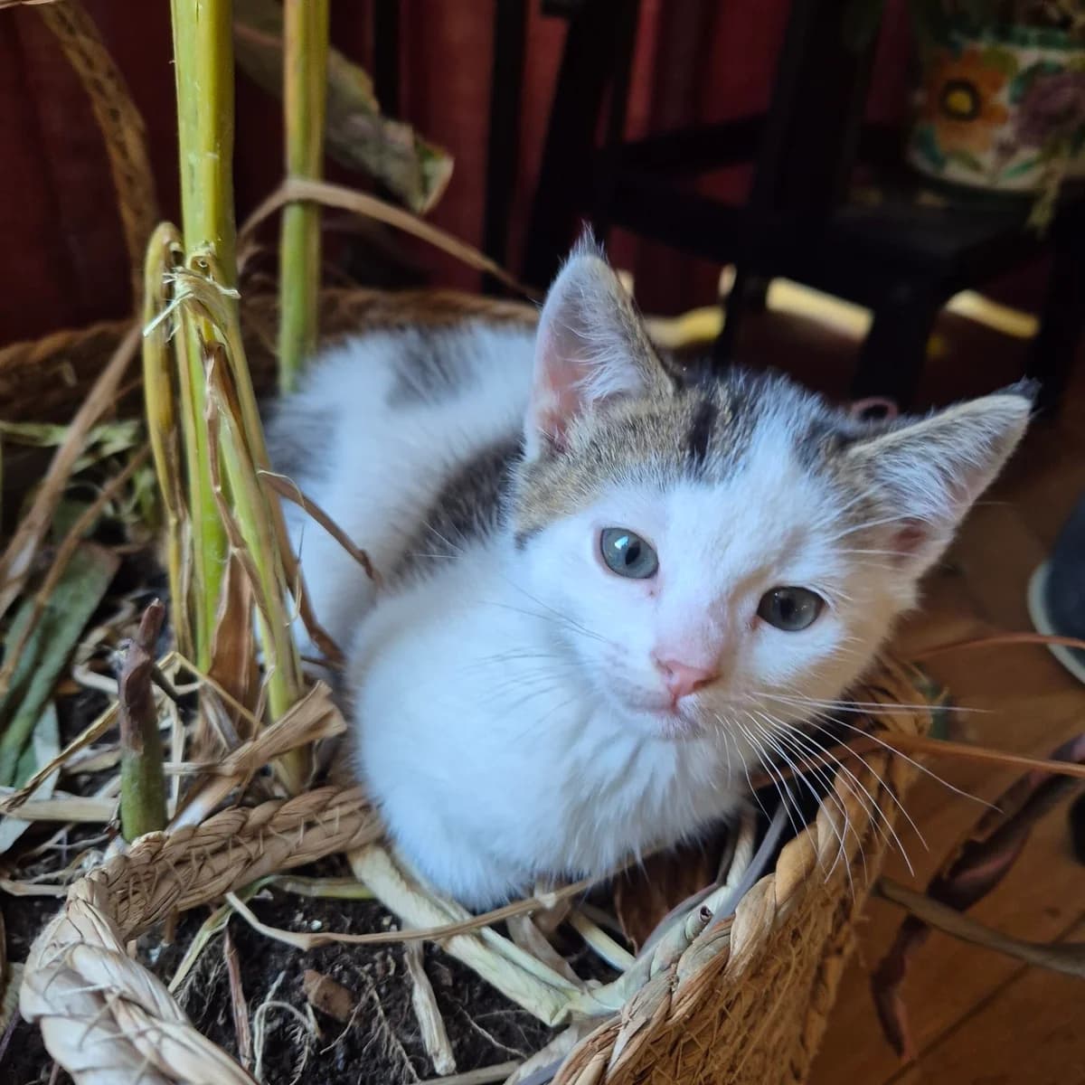 Adoptiepagina: Kitten Ditje, male puppy European Shorthair for adoption at ROZE Eindhoven