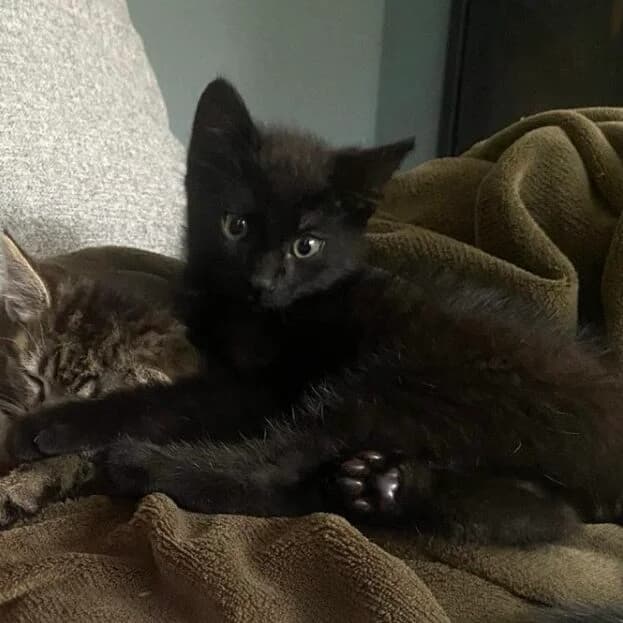 Adoptiepagina: Kitten Rio, zwart male puppy European Shorthair for adoption at ROZE Eindhoven
