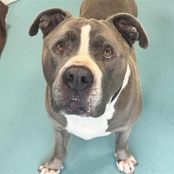 Adoptiepagina: Pablo, male senior American Staffordshire Terrier for adoption at ROZE Eindhoven