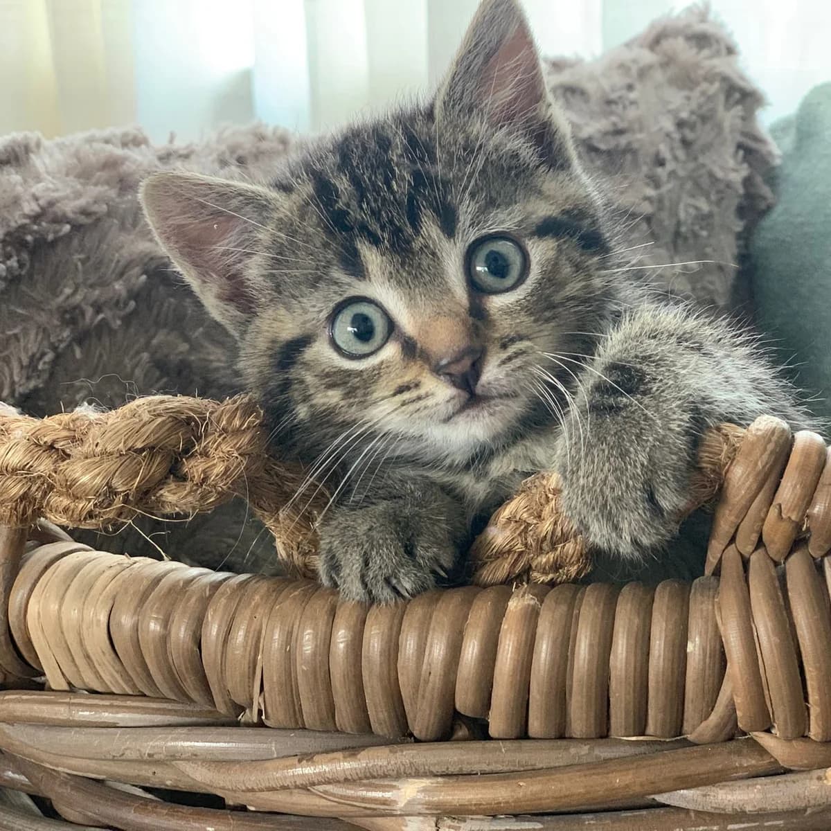 Adoptiepagina, female puppy European Shorthair for adoption at ROZE Eindhoven