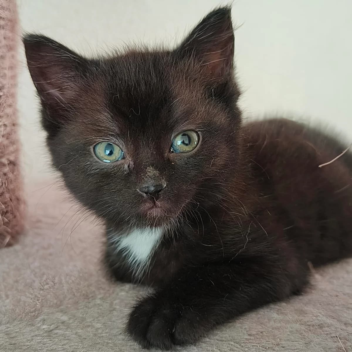 Adoptiepagina, female European Shorthair for adoption at ROZE Eindhoven