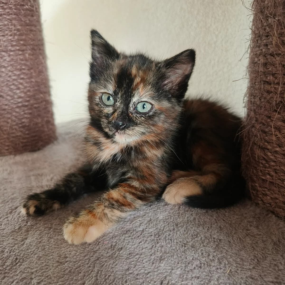 Adoptiepagina, female European Shorthair for adoption at ROZE Eindhoven
