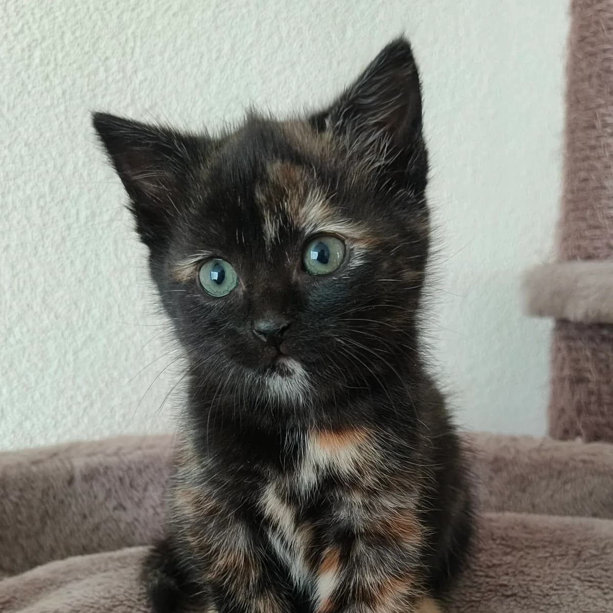 Adoptiepagina, female European Shorthair for adoption at ROZE Eindhoven