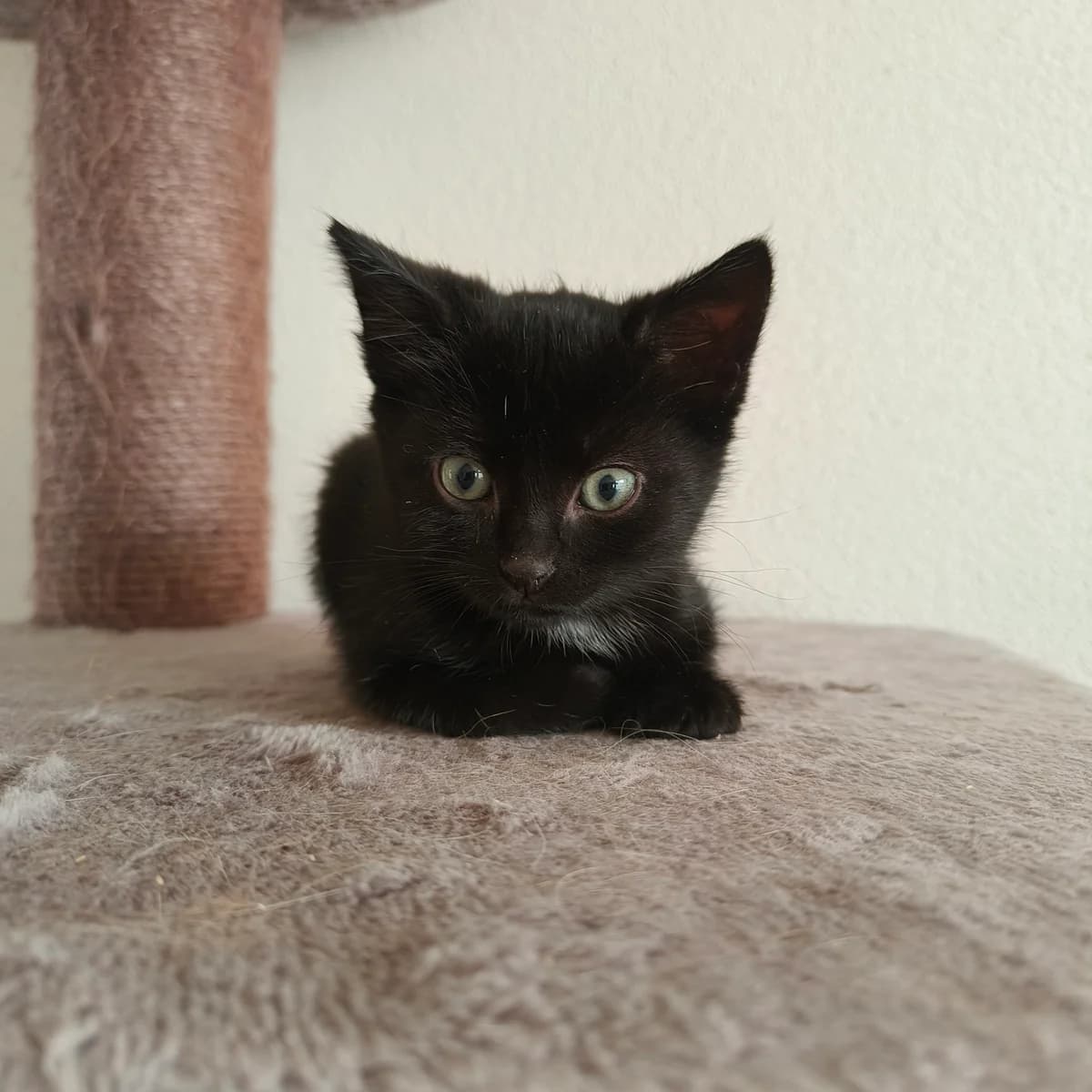 Adoptiepagina, male puppy European Shorthair for adoption at ROZE Eindhoven