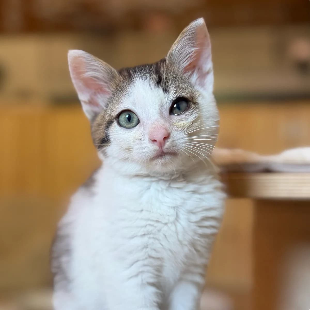 Adoptiepagina, male puppy European Shorthair for adoption at ROZE Eindhoven