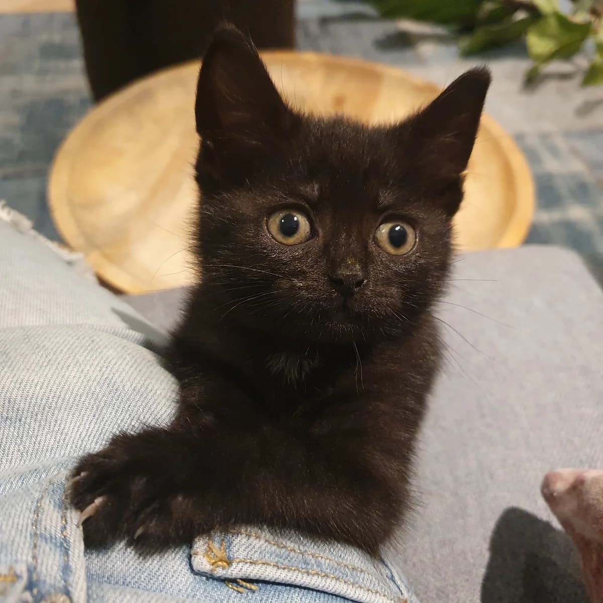 Adoptiepagina, female puppy European Shorthair for adoption at ROZE Eindhoven