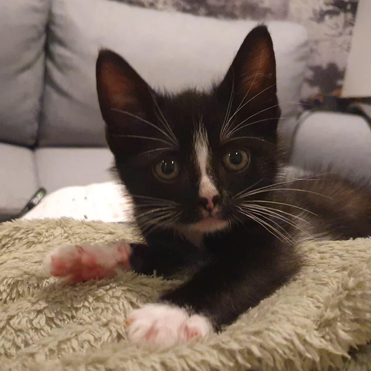 Adoptiepagina, male puppy European Shorthair for adoption at ROZE Eindhoven