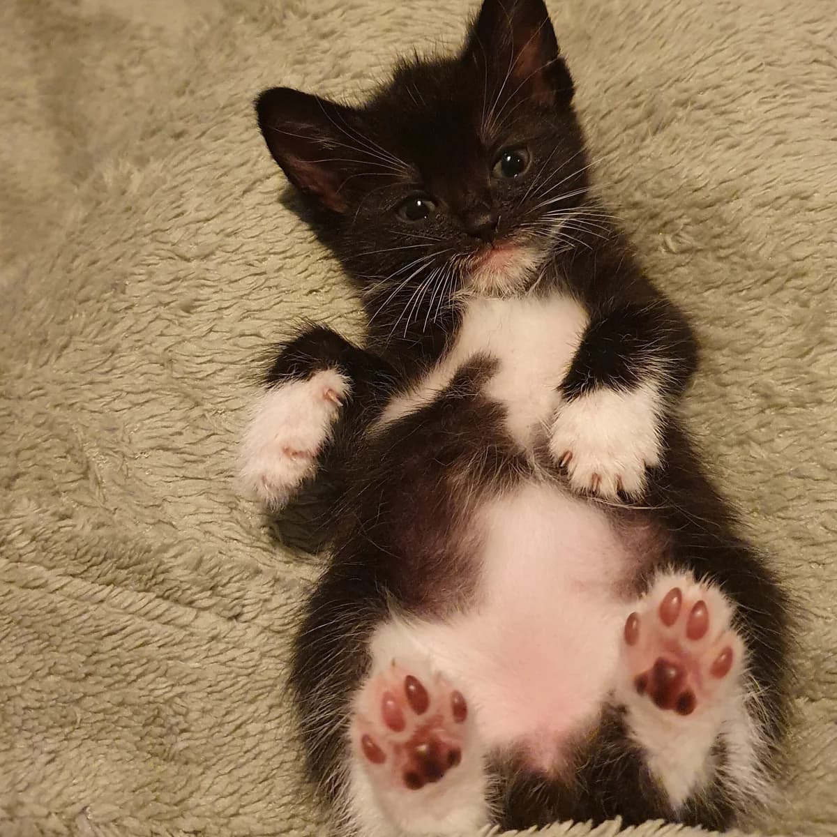 Adoptiepagina, male puppy European Shorthair for adoption at ROZE Eindhoven