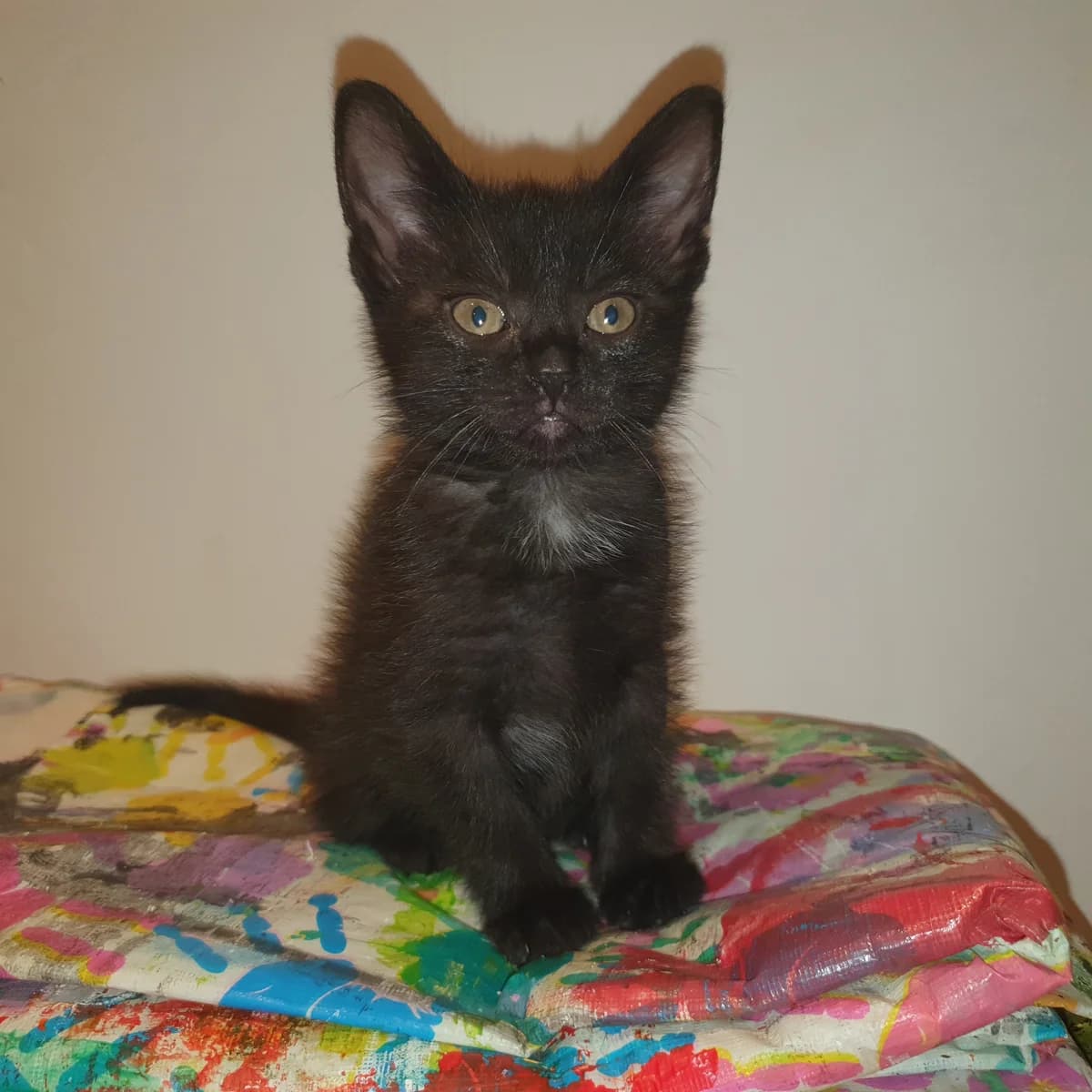 Adoptiepagina, female puppy European Shorthair for adoption at ROZE Eindhoven